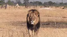 Белият дом гледа петиция за екстрадиране на убиеца на лъва Сесил