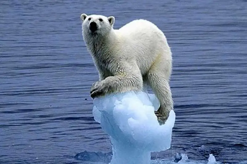 Бяла мечка постави рекорд по продължително гмуркане