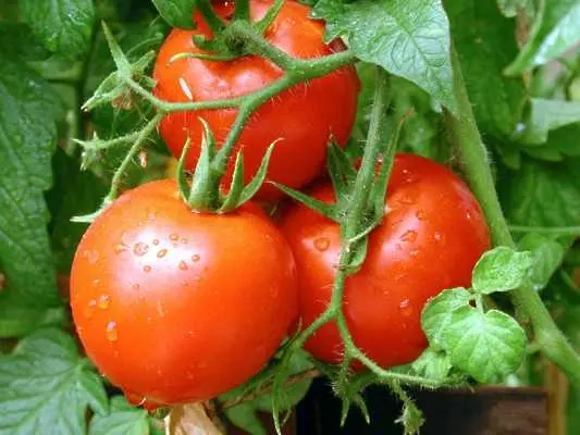 Как да направим доматите от магазина по-вкусни