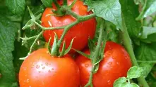 Как да направим доматите от магазина по-вкусни