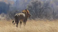 Лъв уби екскурзовод по време на сафари