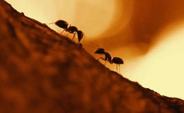 Мравките улавят миризми, които хората не могат да усетят