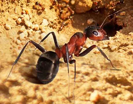 Мравките се самолекуват при гъбични инфекции