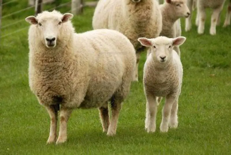 ЕП разшири забраните за клониране на животни