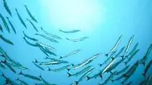 WWF: Морските популации са намалели наполовина от 1970 досега
