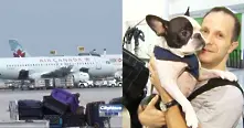 Пилот пренасочи курса на самолет, за да спаси живота на едно куче 