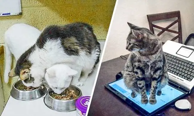 Фотосмях: 15 котки, които тотално объркват представите ни за логично поведение 