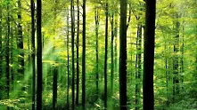 Половината от вековните гори на България застрашени от изсичане