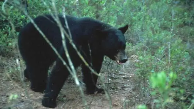 Над 200 мечки бяха убити във Флорида