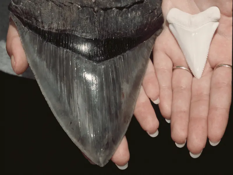 Гигантски зъби на акула бяха намерени в Северна Калифорния