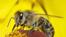 Първият пчелар се е появил преди 9000 г. в днешна Турция