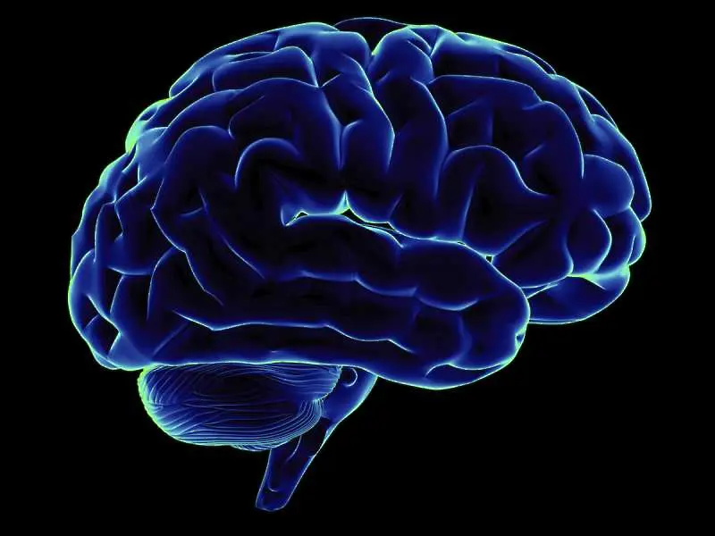 Учени: Мозъкът на мъжа остарява по-бързо