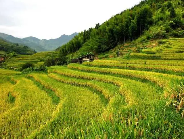 ГМО-ориз обявен за единственото спасение на човечеството от глада