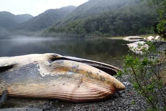 Чили търси помощ заради мистериозната смърт на стотици китове