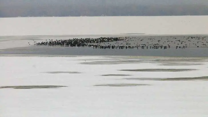 Лед покри езерото в резервата „Сребърна”