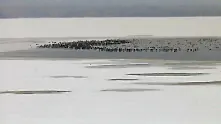 Лед покри езерото в резервата „Сребърна”