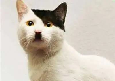 Учени разкриха защо някои котки приличат на Хитлер