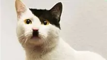 Учени разкриха защо някои котки приличат на Хитлер