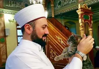 Имам отвори джамията си за бездомните котки на Истанбул