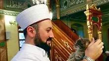 Имам отвори джамията си за бездомните котки на Истанбул