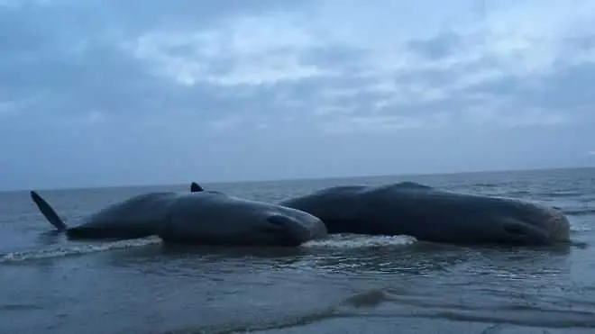 Повече от пет кашалота са били забелязани в Хънстантън в петък, преди един от тях да се отдели от всички и въпреки усилията да бъде спасен, да умре. Роб Деавил от програмата за разследване на смъртта на китовете и делфините по бреговете на Великобритания 