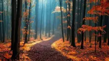 Фотогалерия: 15 мистични гори, в които ти се иска да се загубиш