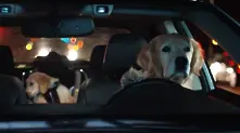 Симпатично кучешко семейство рекламира Subaru (видео)