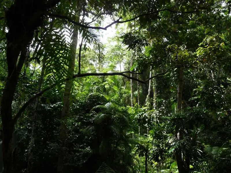 Ново изследване: Младата тропическа гора поглъща повече въглероден двуокис