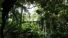 Ново изследване: Младата тропическа гора поглъща повече въглероден двуокис