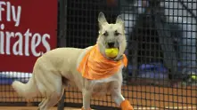 Кучета събират топките на турнира Brazilian Open