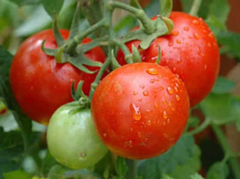 Нов, български сорт връща истинския вкус на доматите