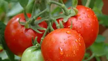 Нов, български сорт връща истинския вкус на доматите