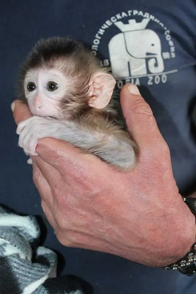 Софийското маймунче Алф вече има първи зъбчета (снимки)