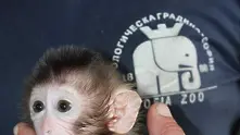 Софийското маймунче Алф вече има първи зъбчета (снимки)