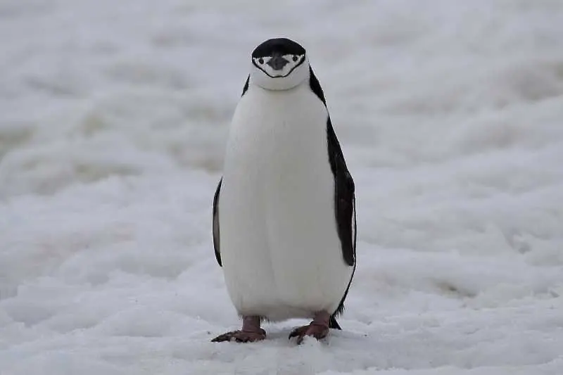 Пингвин плува 5000 мили, за да отиде при спасителя си