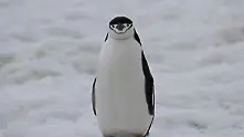 Пингвин плува 5000 мили, за да отиде при спасителя си