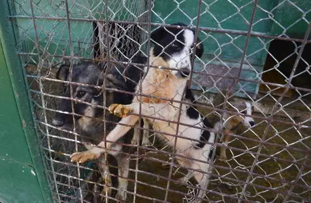 Защитници на животните излизат на протест срещу кучешките приюти 