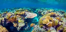 Австралия обяви максимална опасност за Големия бариерен риф 
