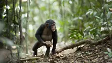 Откриха символично място за маймуните в Гвинея