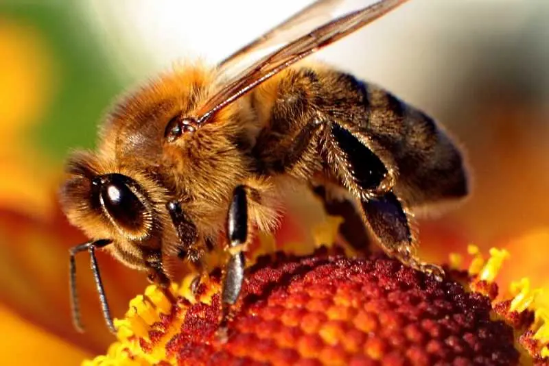 Български учени спасяват пчелите с „умни” кошери