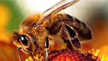Български учени спасяват пчелите с „умни” кошери