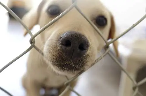 Активисти: Приютите за кучета са като концлагери