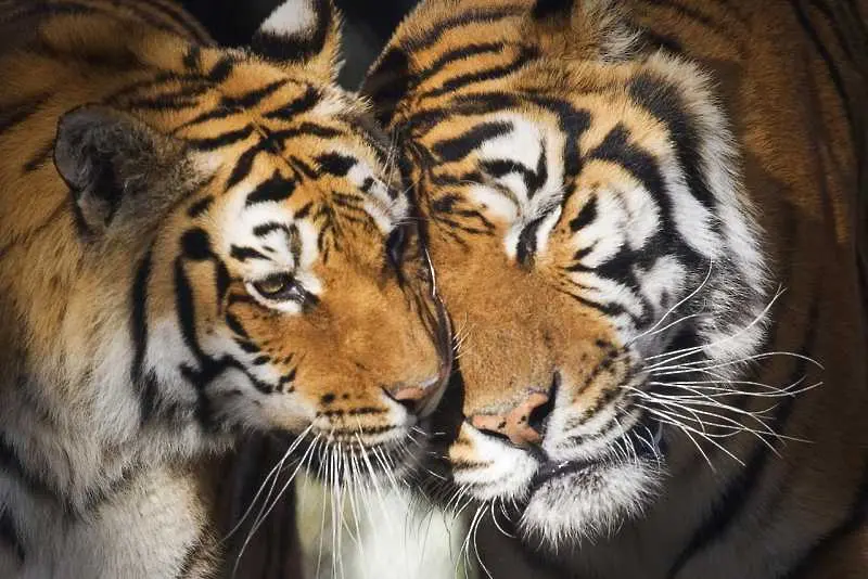 За пръв път от десетилетия тигрите по света се увеличават
