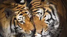 За пръв път от десетилетия тигрите по света се увеличават