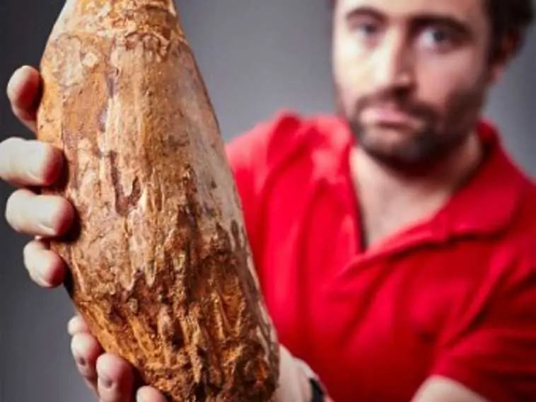 Гигантски зъб на кит бе открит в Австралия