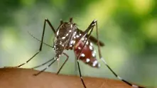 Комарите, пренасящи Зика, стигнаха и до Чили
