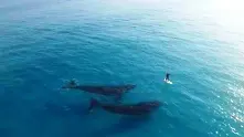 70 акули нападнаха кит край бреговете на Австралия (видео)