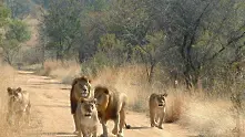 Зимбабве продава спешно диви животни