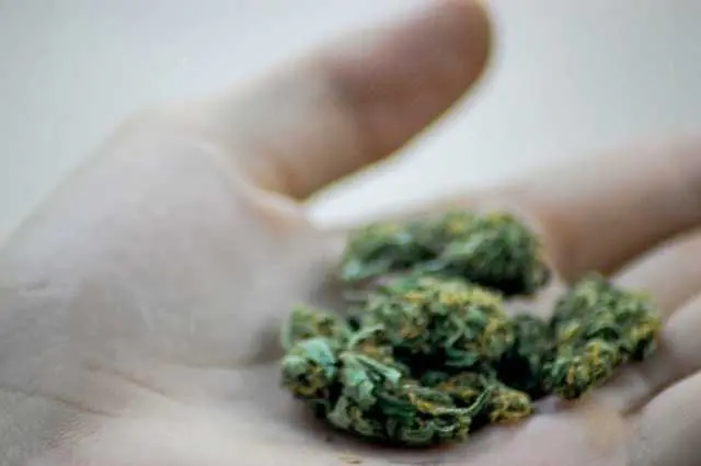 Легализираха марихуаната за медицинска употреба в Македония