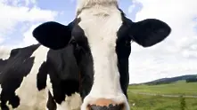 Кравите на антибиотици влияят на глобалното затопляне